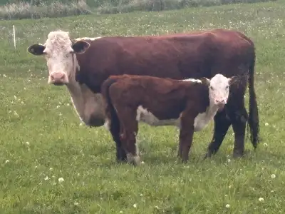 Middle aged Hereford cow with her heifer calf at side . Cow is bred back 3-4 months . Doing a great...