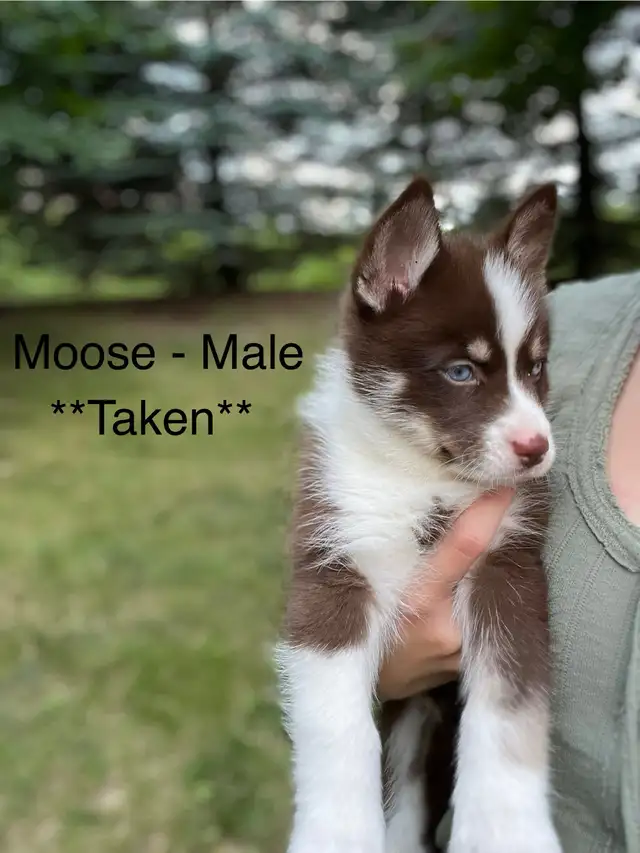 Pomsky Puppies - Ready for Homes July 18th in Dogs & Puppies for Rehoming in Markham / York Region - Image 4