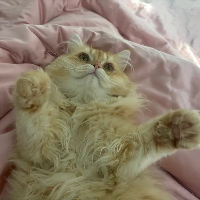 British longhair looking for new home in Cats & Kittens for Rehoming in City of Toronto - Image 3