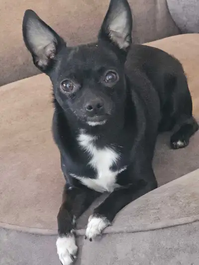 I'm clean quiet and organized i have a chihuahua that's the nicest boy around very friendly and once...