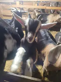 Milk Goats For Sale 