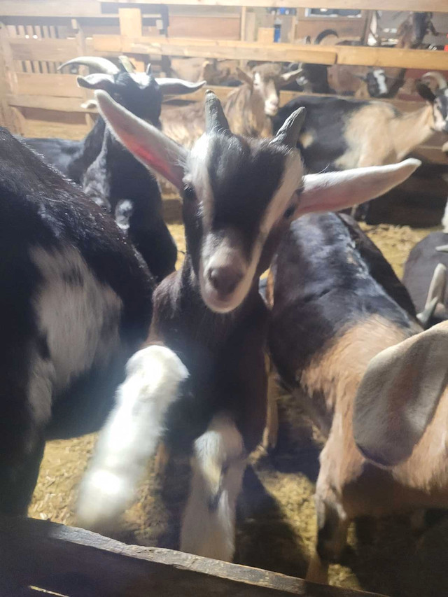 Milk Goats For Sale  in Livestock in Barrie