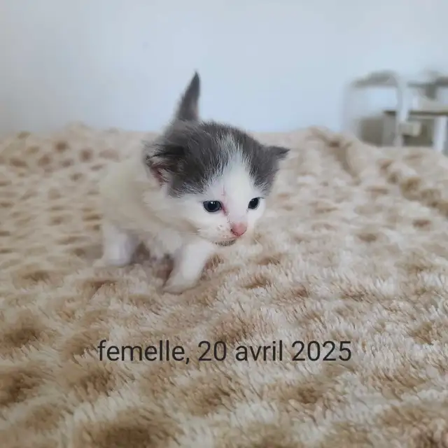 chaton a vendre in Cats & Kittens for Rehoming in Longueuil / South Shore - Image 4