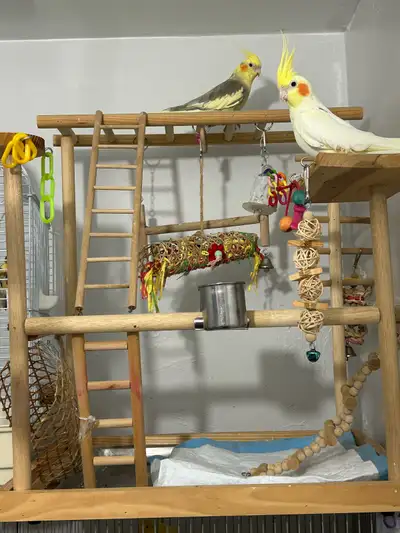 jeux pour cockatiels, View more
