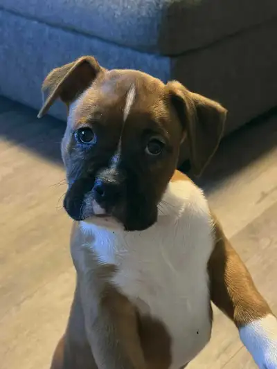 ❤️ Boxer Puppies Ready Now – Family Raised & Vet Checked!, View more