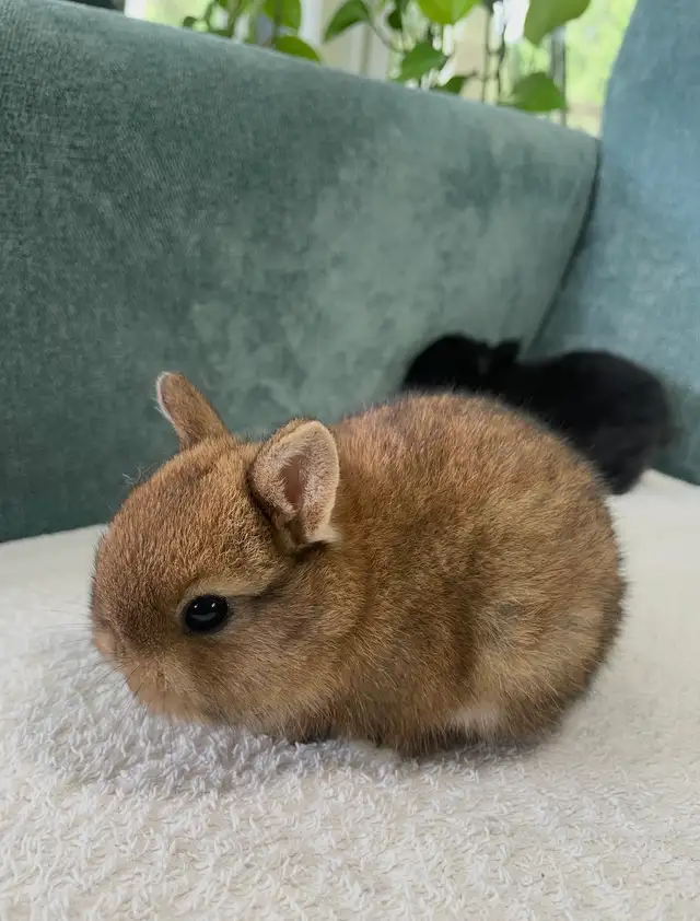 Teeny Tiny Netherland Dwarf Babies in Small Animals for Rehoming in Delta/Surrey/Langley - Image 3