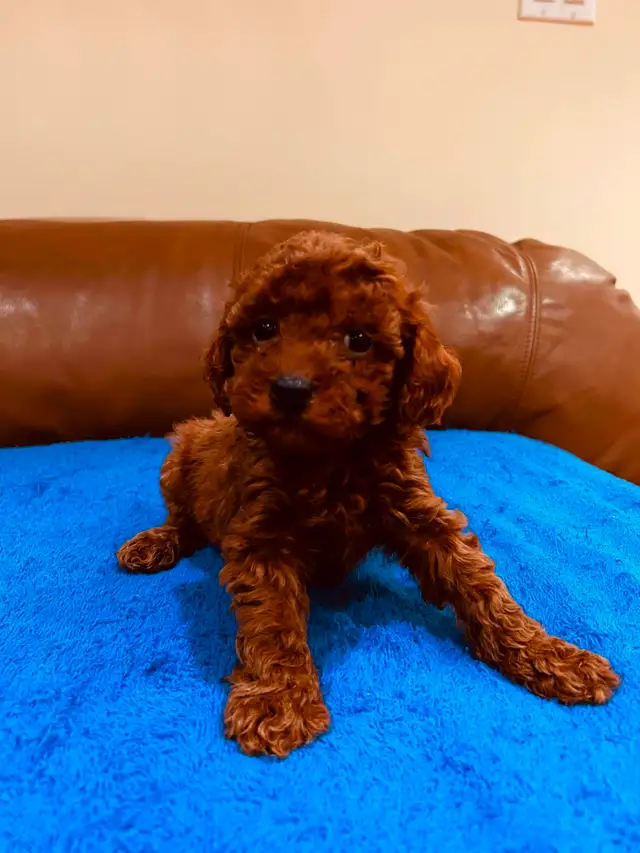 DARK RED toy poodle puppy / caniche toy rouge foncé chiot in Dogs & Puppies for Rehoming in Laval / North Shore - Image 7