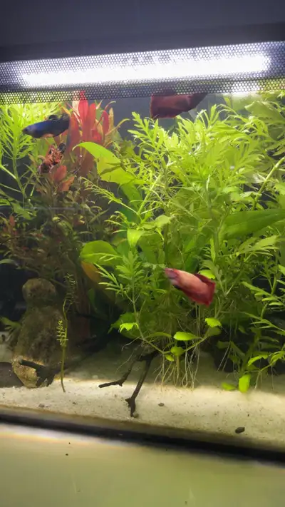 Will take unwanted pets, View more