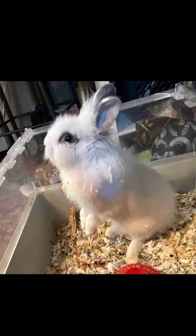 Dwarf Rabbit For Sale, View more