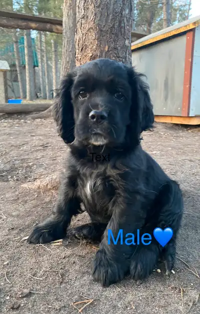 My sweet Mia had 9 beautiful puppies! Born on February 18/25 they are looking for their forever home...
