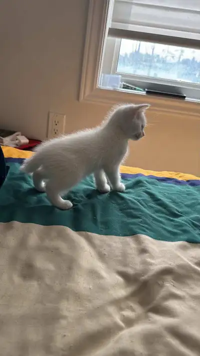 Baby Kitten for Sale, View more