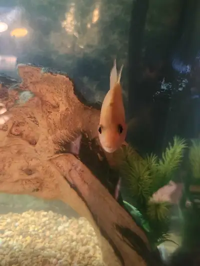 Red devil chichlid Asking 15$ Good personality,very interactive, very calm, will pretty much eat pel...
