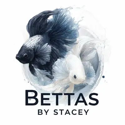 Bettas By Stacey  - Premium Quality Canadian Bred Betta Fish , View more