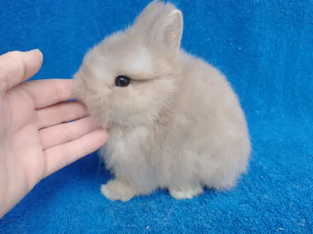 EXTRAORDINAIRE Bébé lapin nain néerlandais, tête de lion, bélier in Small Animals for Rehoming in Saint-Hyacinthe - Image 10