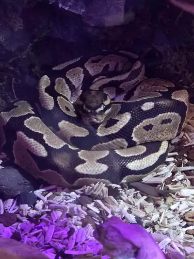 Vente/echange serpent python royal tres manipulable, View more