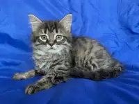 We have Super cute kittens in search of their forever homes!