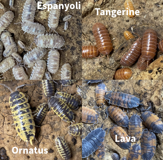 Updated Isopod List - Reduced Prices and New Pods! in Reptiles & Amphibians for Rehoming in Kingston - Image 7
