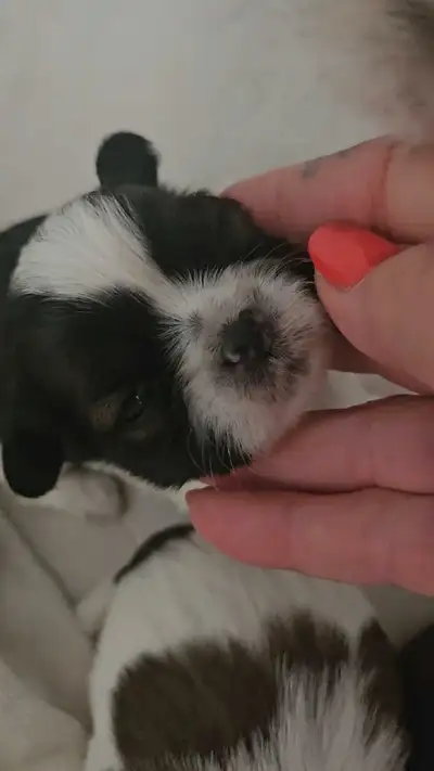 Love miniature Shihtzu, View more