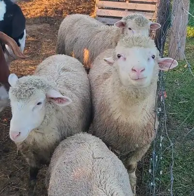 Sheep for Sale, View more