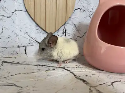 bébé chinchilla , View more