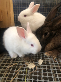 Baby Flemish bunnies - 2 Left!