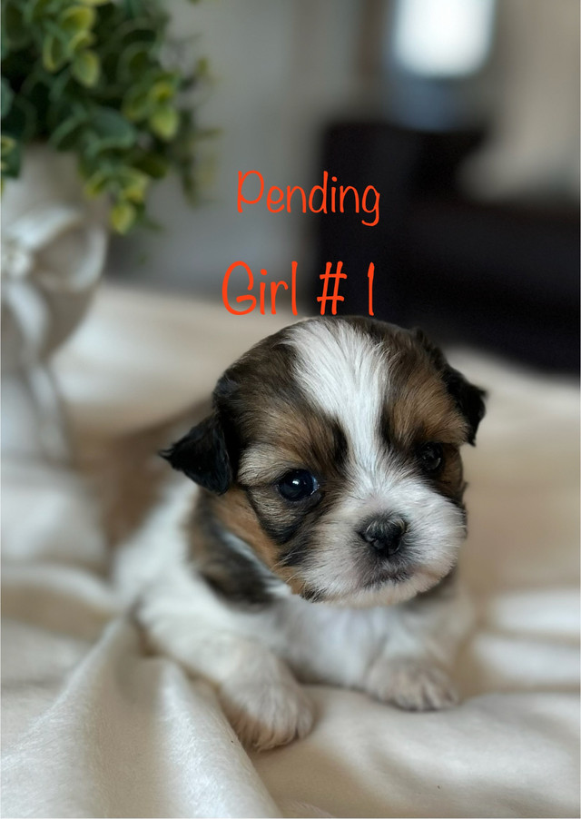Shih Tzu Puppies in Dogs & Puppies for Rehoming in Richmond - Image 3