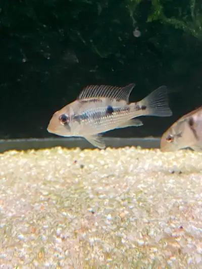 Geophagus Alto Sinu 'Gold Dust Eartheater': group of 5 juveniles, View more