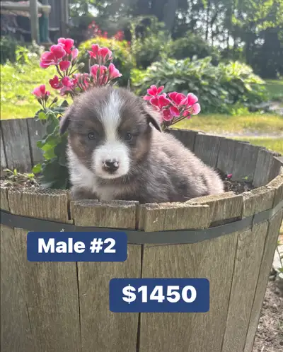 miniature Australian shepherd puppies, View more