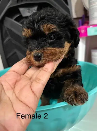 *** Only female 2 is available*** Ready to go on May 22nd. These puppies will be vet checked and the...