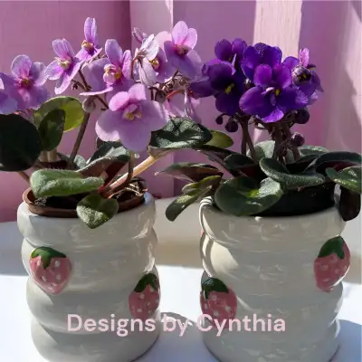 Two adorable indoor Ashland brand ceramic pots accented with strawberries this set comes with 2 live...