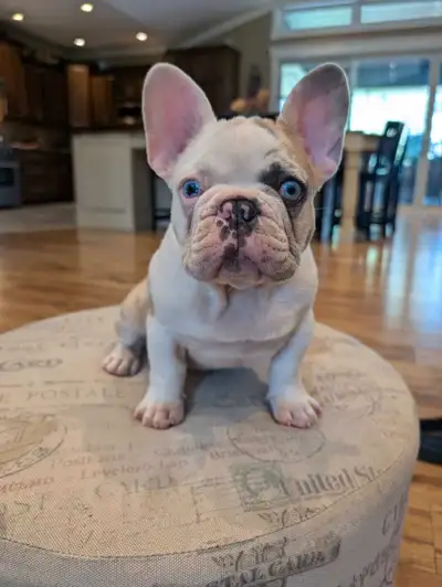 French bulldog for sale, View more