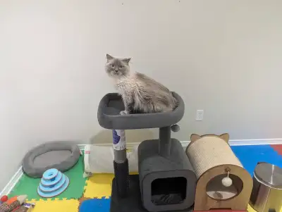 Looking to Rehome Ragdoll Cat, View more