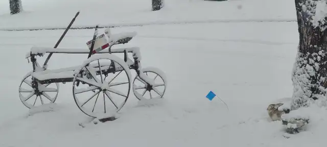 ANTIQUE   Planter/Seeder3 Wheel  angled  Horse Drawn  Planter in Patio & Garden Furniture in Regina - Image 9