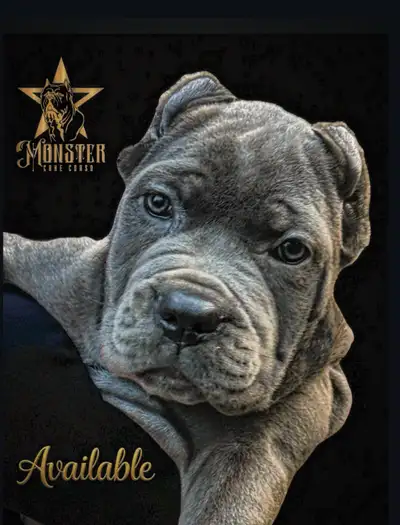 Cane Corso pups!Champion Imported Bloodlines!! 3 females left!, View more