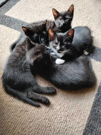 beautiful and sweet kittens, View more