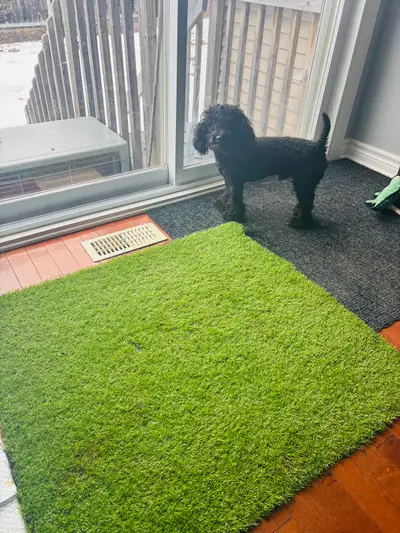 Toy Poodle – 2 years old – Male – Looking for loving home, View more