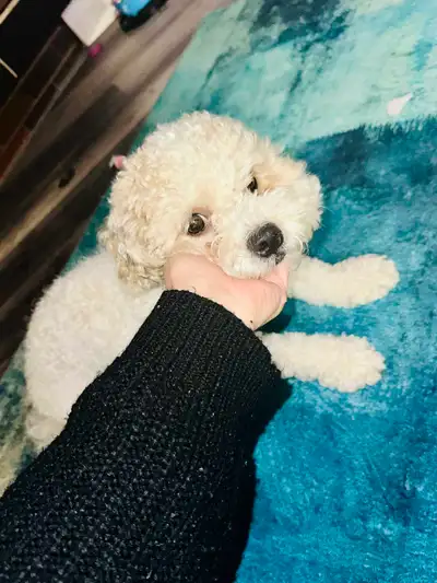 PENDING: Teddy is looking for his forever home, View more