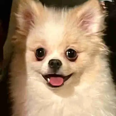 Smiling Pomeranian, View more