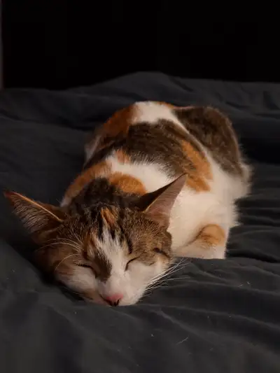 Recherche d’emploi - Animalière Passionnée (13 ans d’expérience), View more