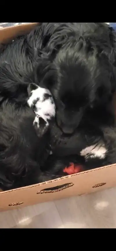 bottle fed Dorper Kathadin ewe lamb, View more