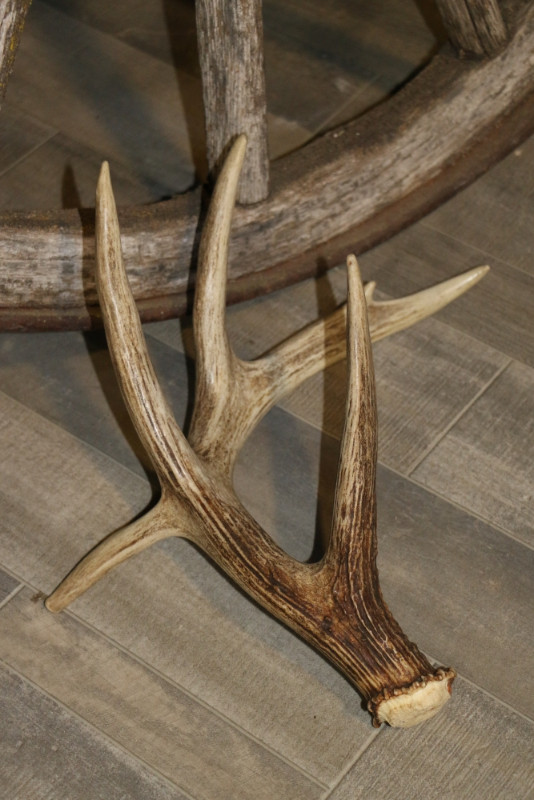 Deer shed antler collection in Arts & Collectibles in Vernon