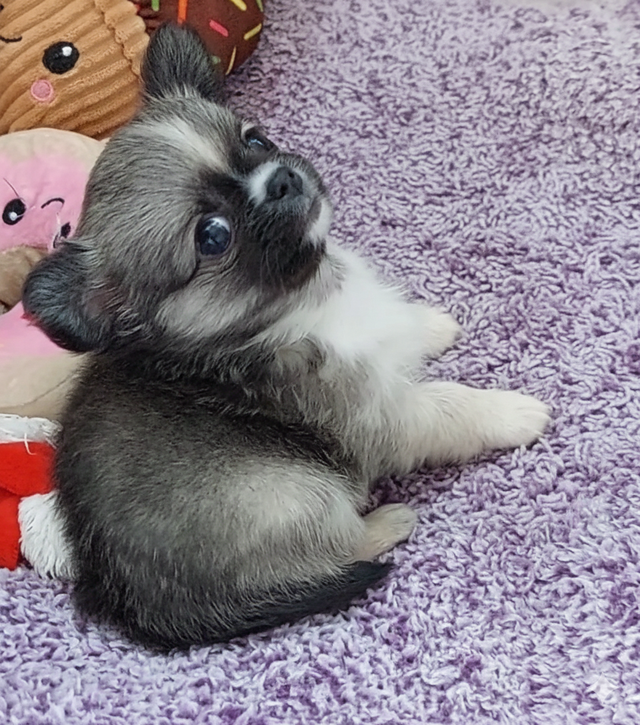 ✨️"Ottawa Chihuahua" Male Long-Coat, 3 months/1.11 lbs.! in Dogs & Puppies for Rehoming in Ottawa - Image 8