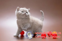 Purebred British Shorthair Kittens Lilac and Fawn