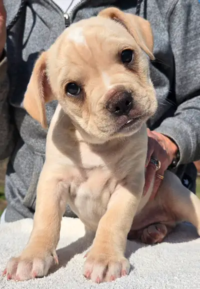 Please read the entire add - Application required. 2 males and 1 female available. Vet checked 30 da...