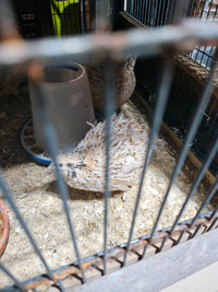 Adult sexed coturnix quails for sale