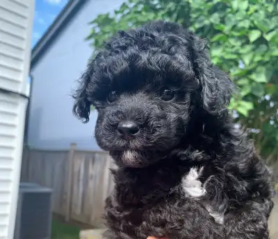 CKC REGISTERED TOY POODLE BOY AVAILABLE!, View more
