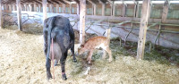 Fresh Dairy Heifer/(Heifer) Calf Duo