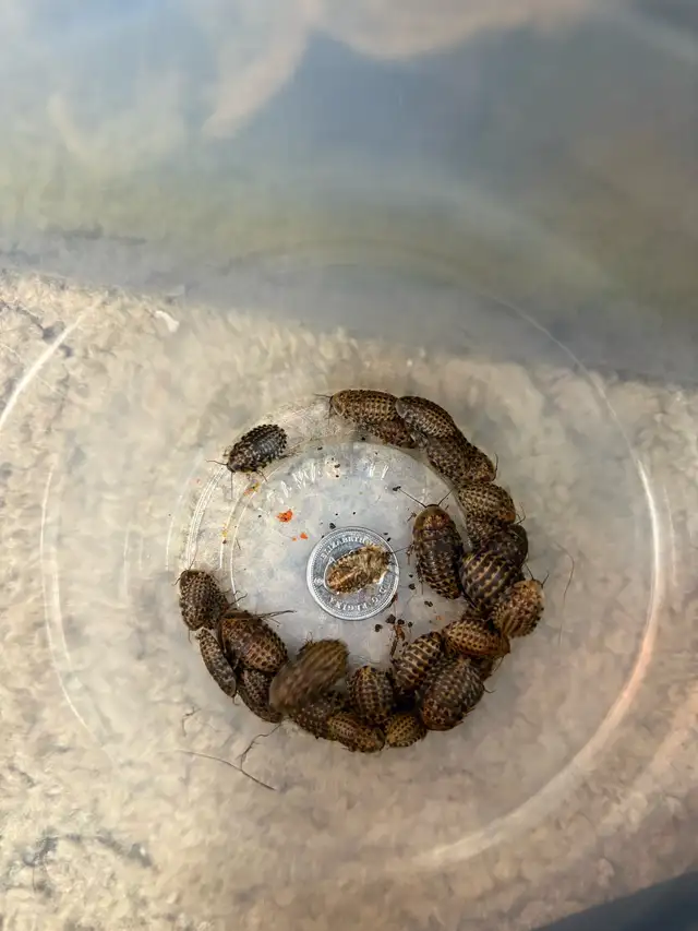 Discoid Roaches in Reptiles & Amphibians for Rehoming in Portage la Prairie - Image 3