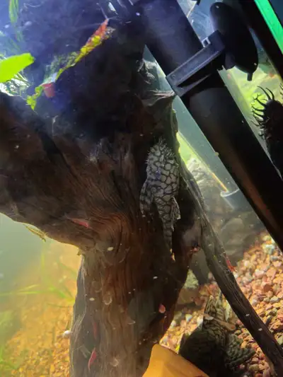 L519 RIO ITENEZ BRISTLENOSE (Ancistrus .sp Kiefner), View more