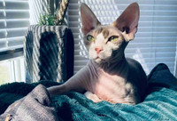 Female Devon Rex/sphynx 